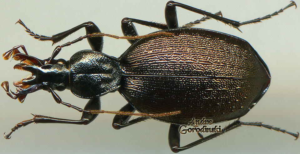 http://www.gorodinski.ru/carabidae/Cychrus aeneus.jpg